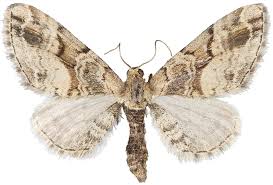 Attēlu rezultāti vaicājumam “Eupithecia sinuosaria”