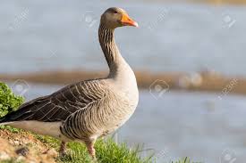 Image result for Anser brachyrhynchus