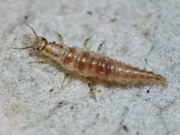 Attēlu rezultāti vaicājumam “Chrysopidae larva”