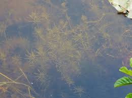 Attēlu rezultāti vaicājumam “Chara intermedia”