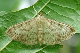 Attēlu rezultāti vaicājumam “Pleuroptya ruralis”