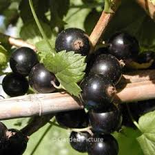 Attēlu rezultāti vaicājumam “Ribes nigrum”