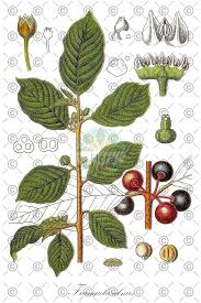 Attēlu rezultāti vaicājumam “Frangula alnus flower”