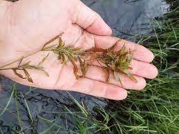 Attēlu rezultāti vaicājumam “Potamogeton gramineus”