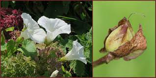 Attēlu rezultāti vaicājumam “Calystegia sepium fruit”