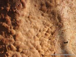 Attēlu rezultāti vaicājumam “Postia”