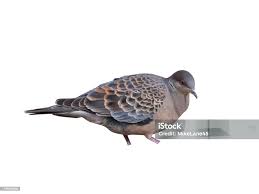 Image result for Streptopelia orientalis