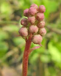 Attēlu rezultāti vaicājumam “xComagaria rosea  flower”