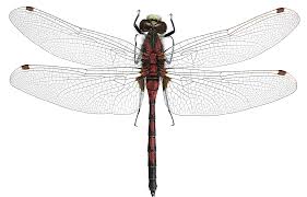 Attēlu rezultāti vaicājumam “Leucorrhinia dubia male”