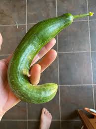 Image result for Gurke