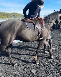 Image result for Reading University Riding Club