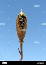 Attēlu rezultāti vaicājumam “Consolida regalis fruit”