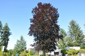 Attēlu rezultāti vaicājumam “Fagus sylvatica fo. purpurea male flower”