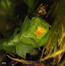 Attēlu rezultāti vaicājumam “Isopaches bicrenatus”