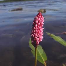Attēlu rezultāti vaicājumam “Polygonum amphibium”