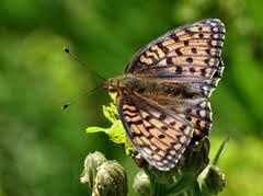 Attēlu rezultāti vaicājumam “Argynnis niobe underside”