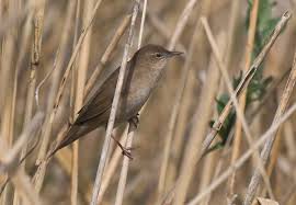 Image result for Locustella luscinioides