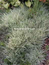 Attēlu rezultāti vaicājumam “Holcus mollis”