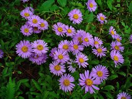 Image result for Aster alpinus