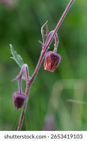 Attēlu rezultāti vaicājumam “Geum rivale bud”