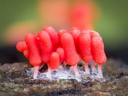 Attēlu rezultāti vaicājumam “Arcyria stipata young”