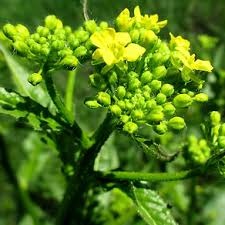 Attēlu rezultāti vaicājumam “Bunias orientalis bud”