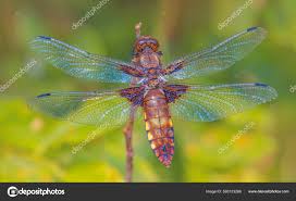 Attēlu rezultāti vaicājumam “Libellula depressa female”