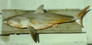 Image result for Carcharodon carcharias