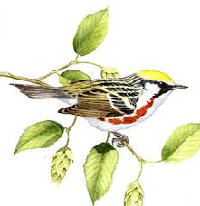 Image result for Dendroica pensylvanica