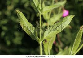 Attēlu rezultāti vaicājumam “Epilobium hirsutum”