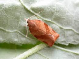 Attēlu rezultāti vaicājumam “Pandemis cinnamomeana”