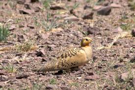 Image result for Syrrhaptes paradoxus