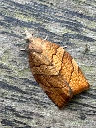 Attēlu rezultāti vaicājumam “Pandemis corylana”