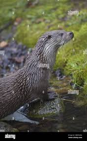 Attēlu rezultāti vaicājumam “Lutra lutra”