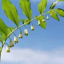 Attēlu rezultāti vaicājumam “Polygonatum odoratum flower”