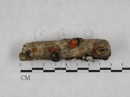 Attēlu rezultāti vaicājumam “Hypocrea rufa”