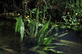 Attēlu rezultāti vaicājumam “Alisma lanceolatum”