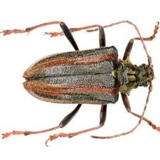 Attēlu rezultāti vaicājumam “Oxymirus cursor female”