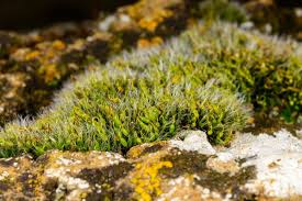 Attēlu rezultāti vaicājumam “Grimmia pulvinata”