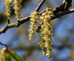 Attēlu rezultāti vaicājumam “Carpinus betulus female flower”