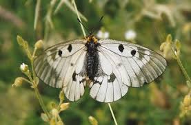 Attēlu rezultāti vaicājumam “Parnassius mnemosyne underside”