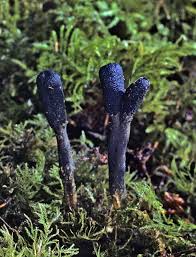 Attēlu rezultāti vaicājumam “Cordyceps ophioglossoides”