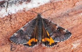 Attēlu rezultāti vaicājumam “Archiearis parthenias”