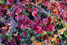 Attēlu rezultāti vaicājumam “Vaccinium vitis-idaea leaf”