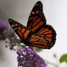 Image result for monarch butterfly