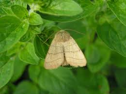 Attēlu rezultāti vaicājumam “Charanyca trigrammica”