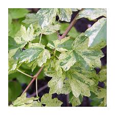 Attēlu rezultāti vaicājumam “Acer campestre leaf”