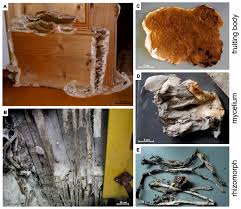 Attēlu rezultāti vaicājumam “Diderma rufostriatum”