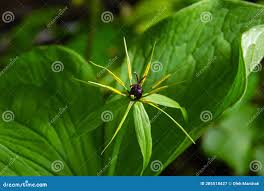 Attēlu rezultāti vaicājumam “Paris quadrifolia fruit”