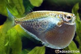 Attēlu rezultāti vaicājumam “Arcyria helvetica macro”